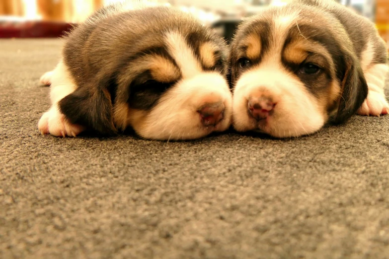 two cute little puppypies napping together on the floor