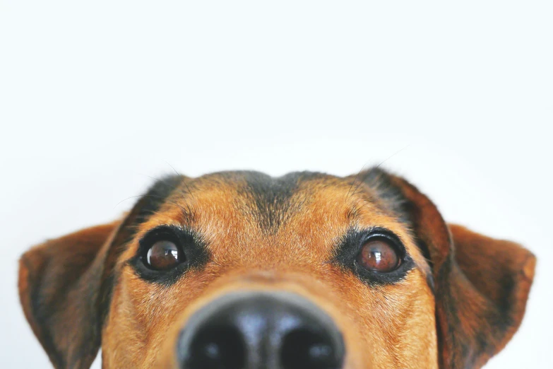 the head and ears of an adult brown dog