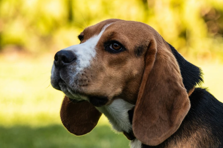 a brown and white dog with long black ears