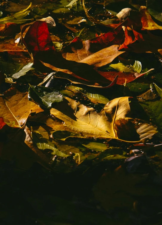 a bunch of leaves floating on the water