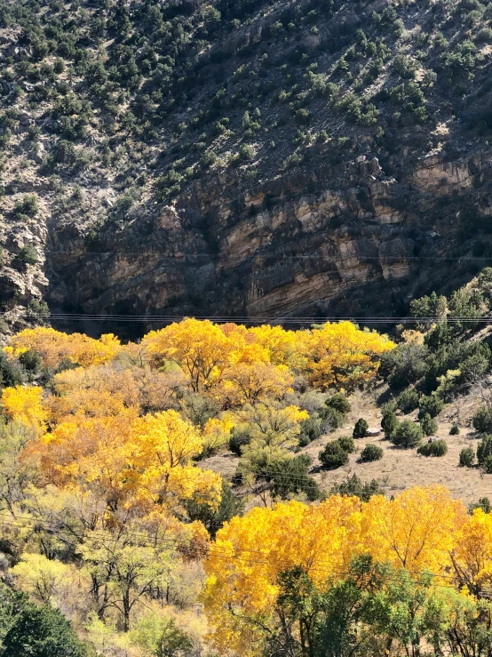 yellow leaves on the trees and mountain near a train track