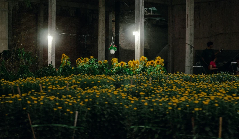several lit plants in the foreground with one person walking on the sidewalk in the background