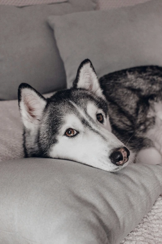 a dog laying on top of a bed covered in sheets