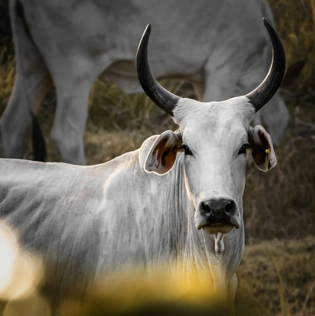 a cow with huge horns and small black antlers