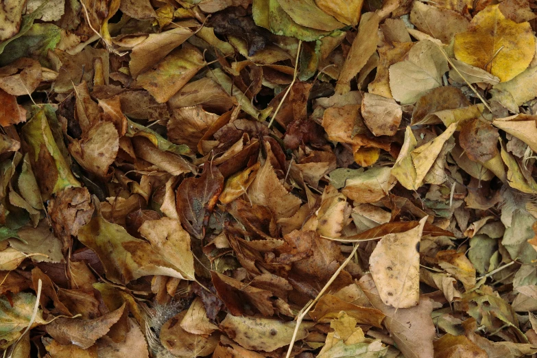 the leaves on the ground are brown and green