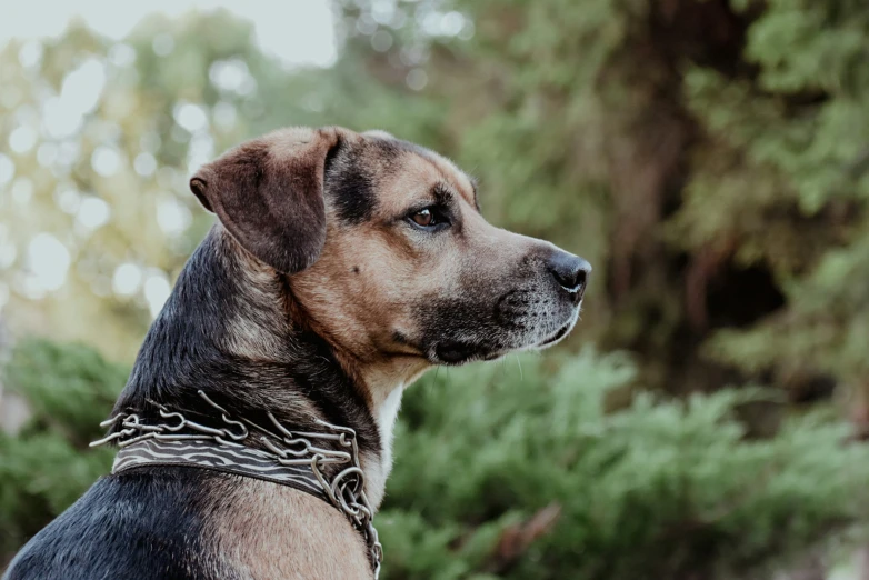 the dog has a chain around its neck