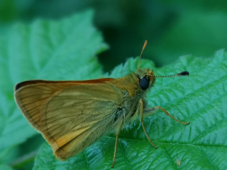 a large yellow erfly sitting on the edge of a leaf