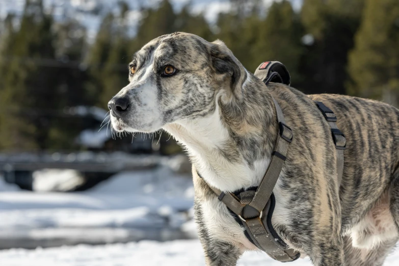 a dog with a collar on in the snow