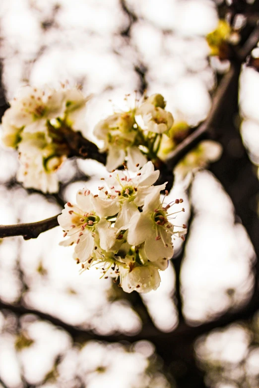 small flowers with little leaves on a tree