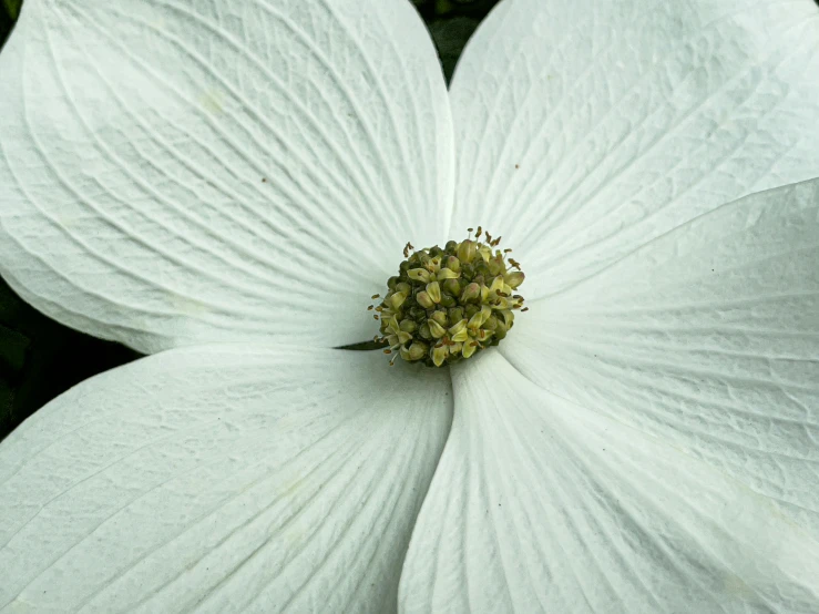 a close up view of a white flower