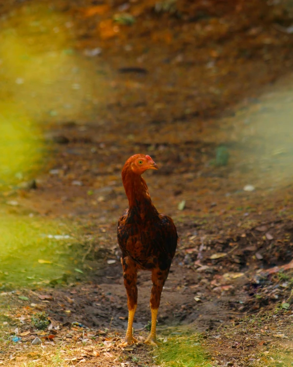 a rooster standing in the dirt near a stream