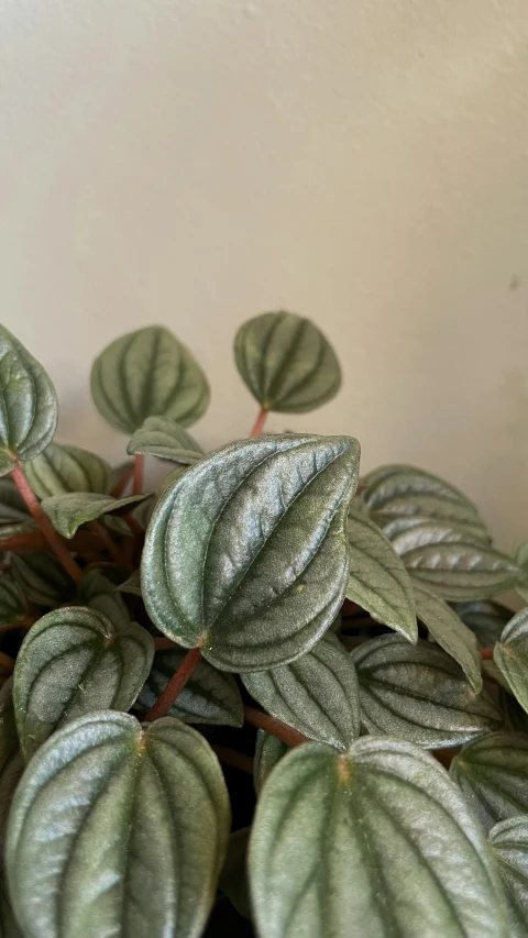 a plant with large green leaves with white spots