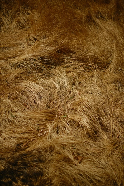 this is an extreme closeup view of dry straw