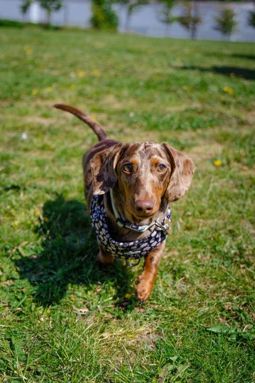 a small brown dog walking across a grass covered field