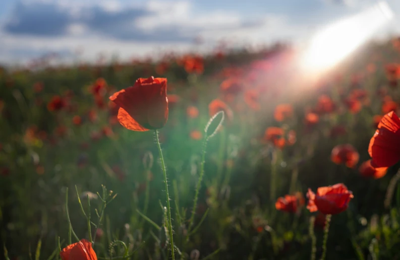 an image of the sun setting over the flowers