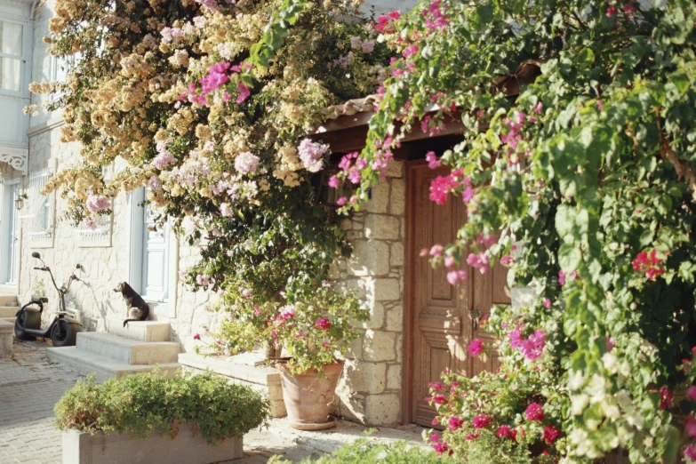 a group of small houses are full of flowering plants