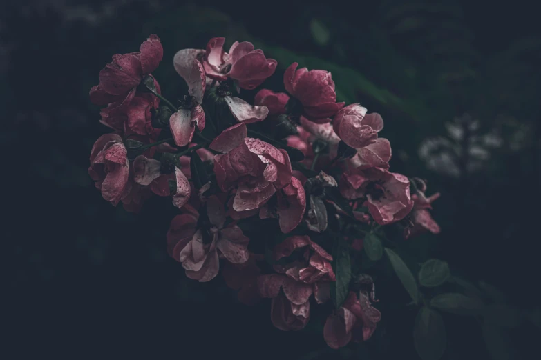 a group of flowers in the dark with green leaves