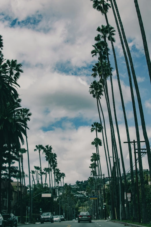 a street with tall palm trees and a bus