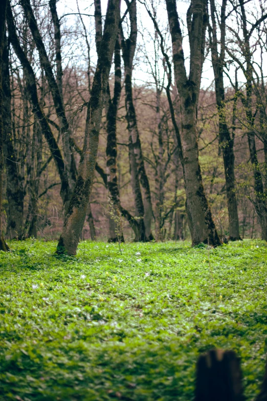 a grassy ground covered with lush green grass surrounded by trees