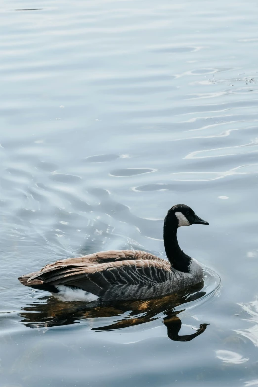 a duck floating on top of a lake near the shore