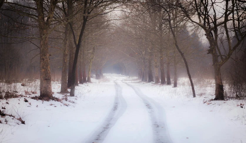 trees are on both sides of a snowy path