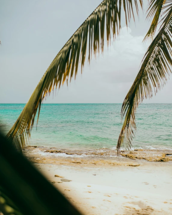 a lone palm tree leaning over a body of water