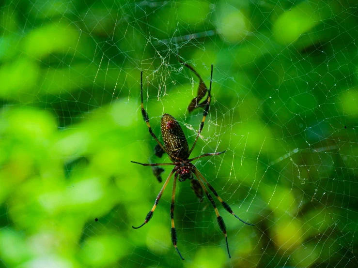 a large brown spider sitting on top of a web