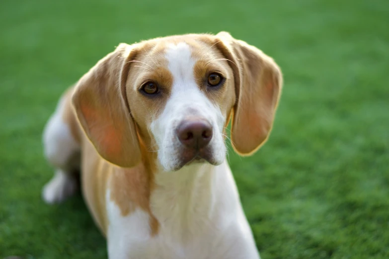 a dog sitting on top of a green field