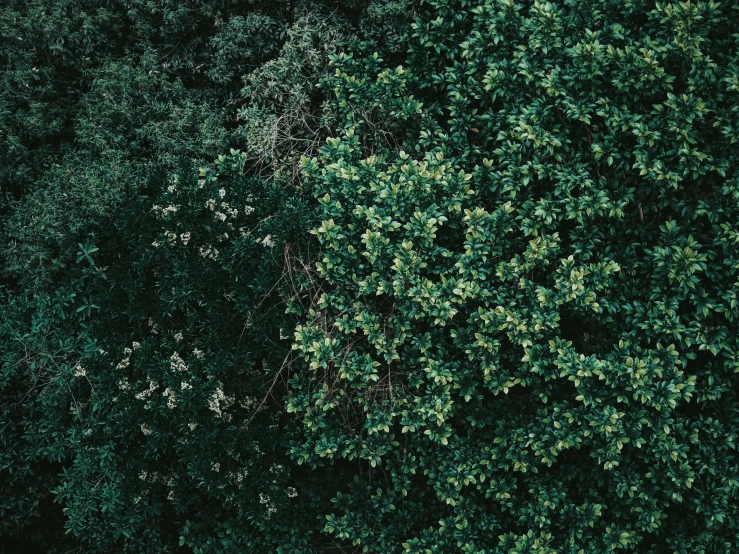 the top view of the canopy of a tree