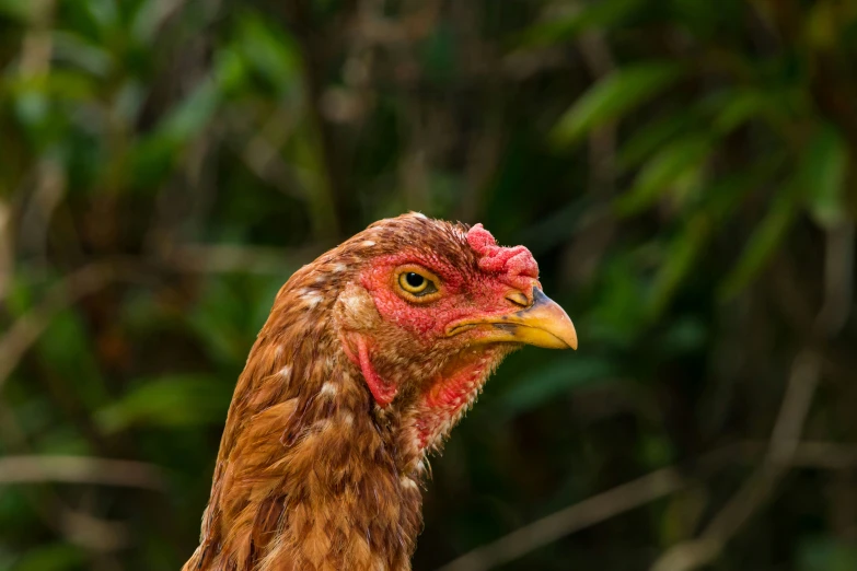 a chicken with red comb and white crest