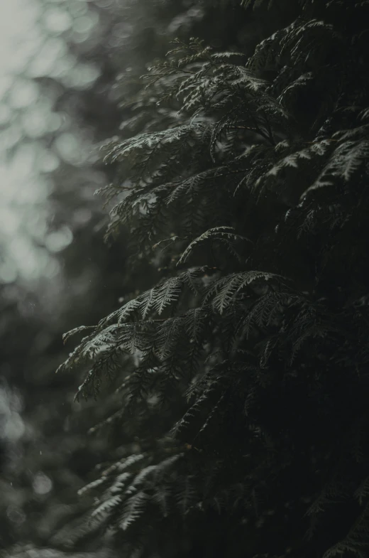 close up of a tree with rain drops on it