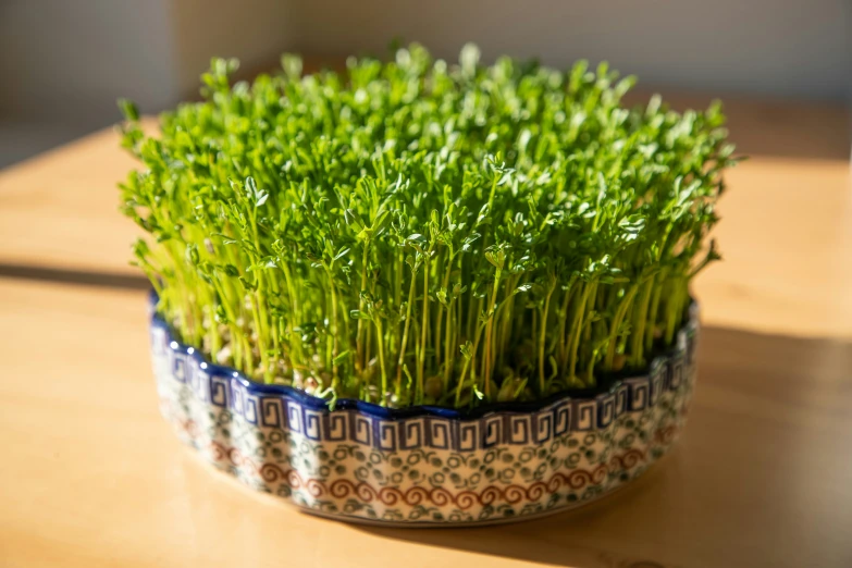 grass growing in an intricate bowl is very green