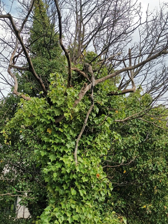 a big green tree that is tall and has lots of leaves on it