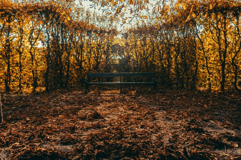 a park bench sitting in the middle of a forest