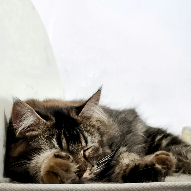 a brown black and white cat sleeping on top of a couch