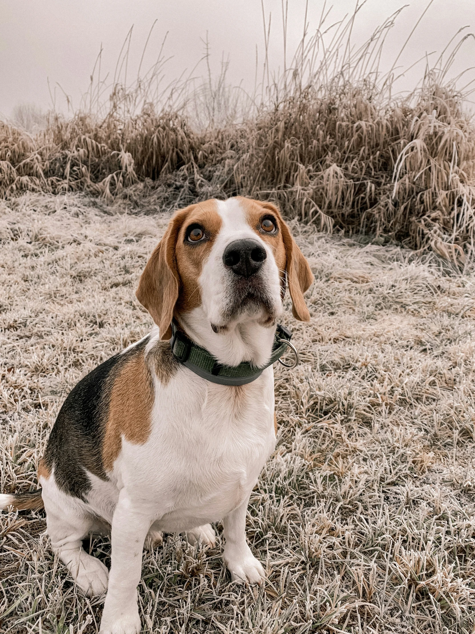 a brown and white dog is sitting in the grass