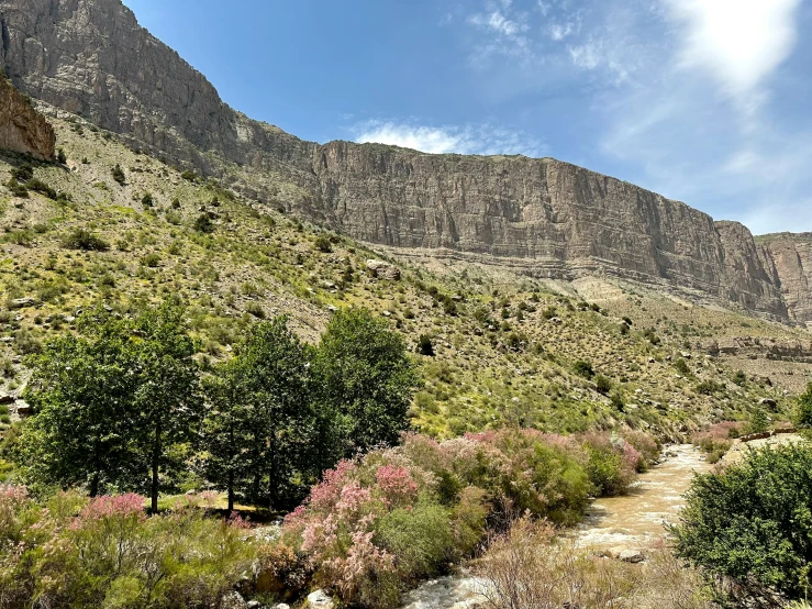 a valley with several trees and shrubs next to it