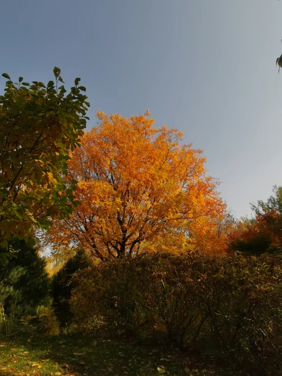 some trees that have yellow leaves and some orange