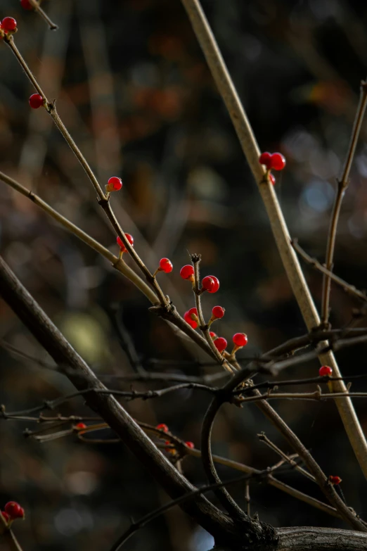 a small tree with buds and leaves near some rocks