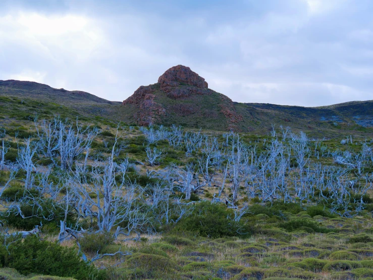 blue, mossy plants near rocks and bushes with mountains in the background