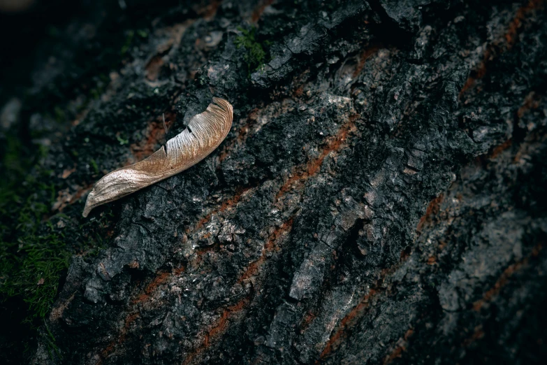 a small bird on the ground near a tree