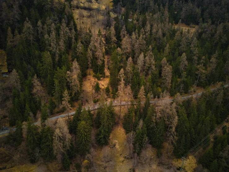 a road runs through the trees of the wilderness