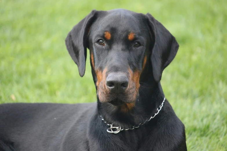 a black dog with a brown face laying in the grass