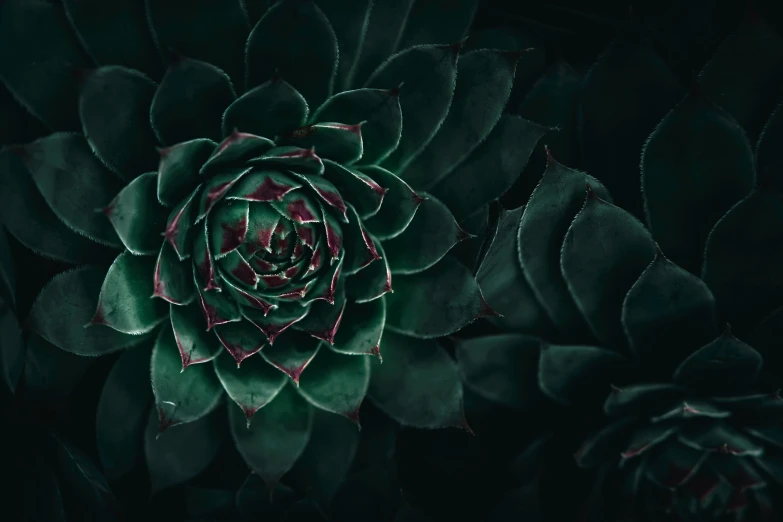 an overhead view of the center of a dark green succulent