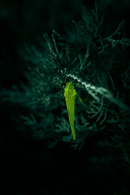 a green leaf on a tree in the dark