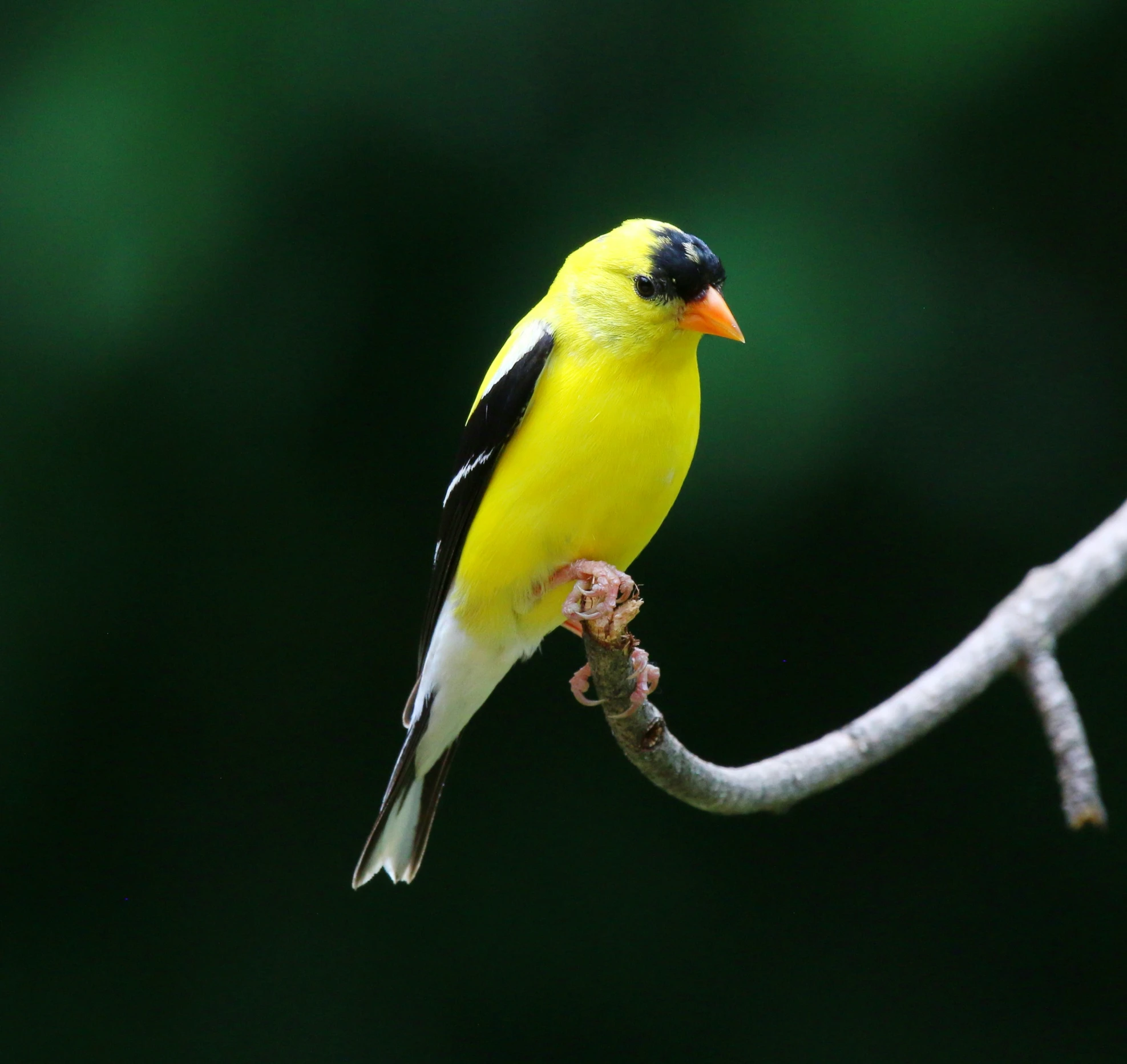 a bright colored bird perched on the nch of a tree