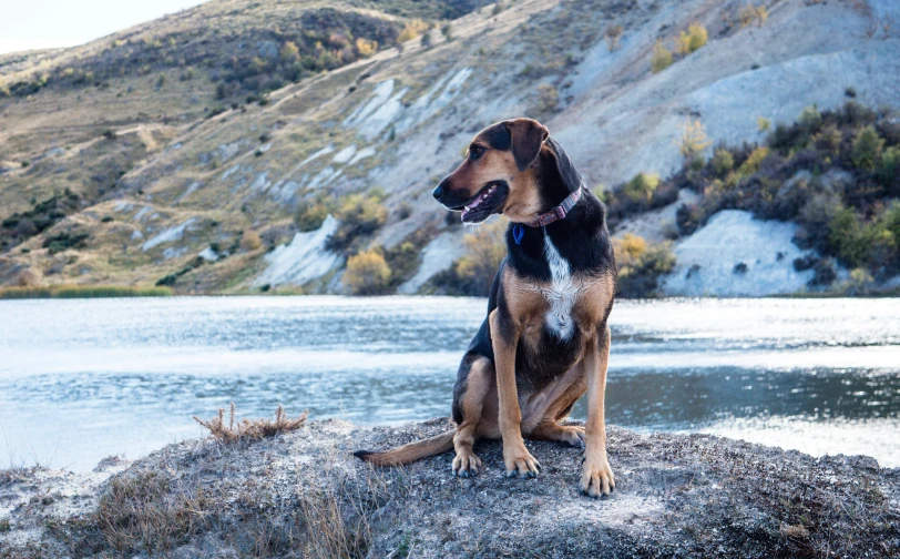 a dog sitting on a rocky beach next to a lake