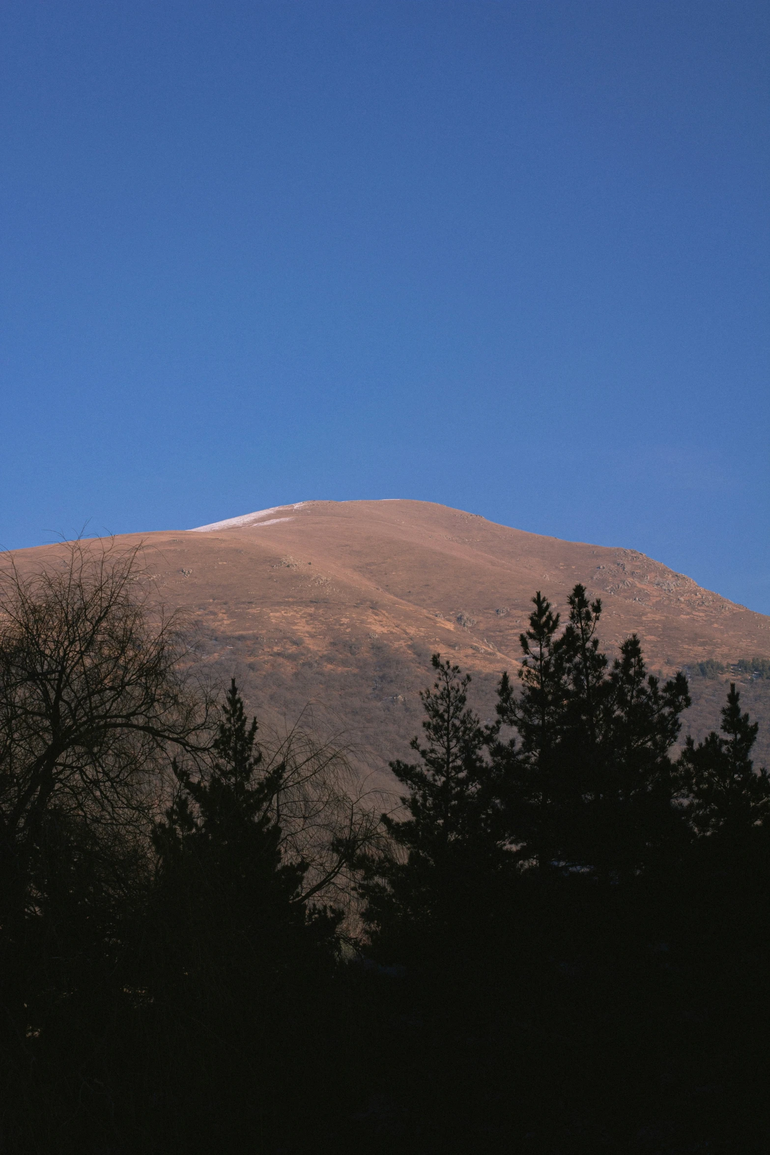 a very tall mountain with lots of trees in front of it