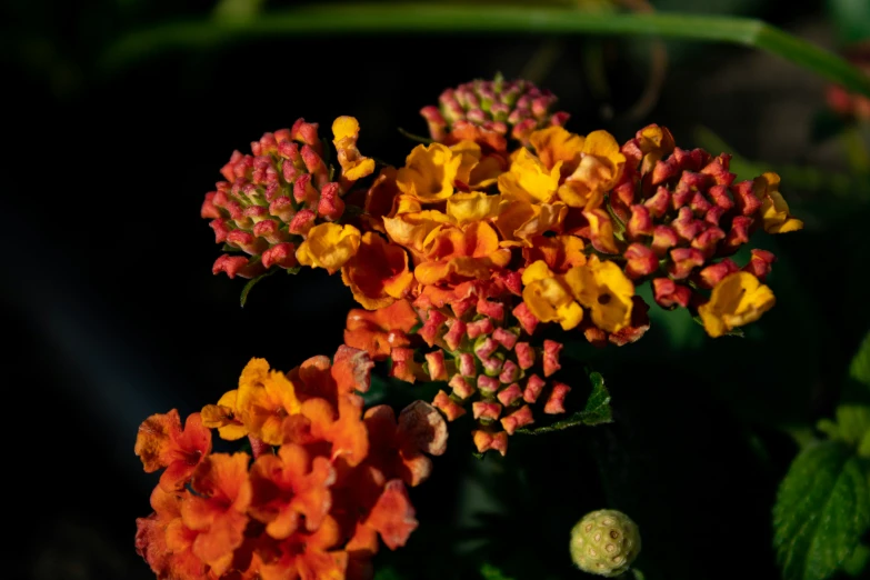 there are many orange and yellow flowers that are blooming