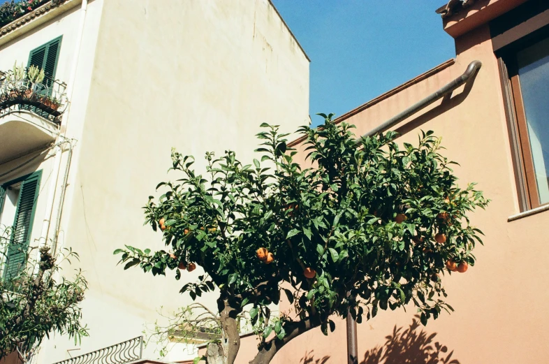 a building with two trees that are outside